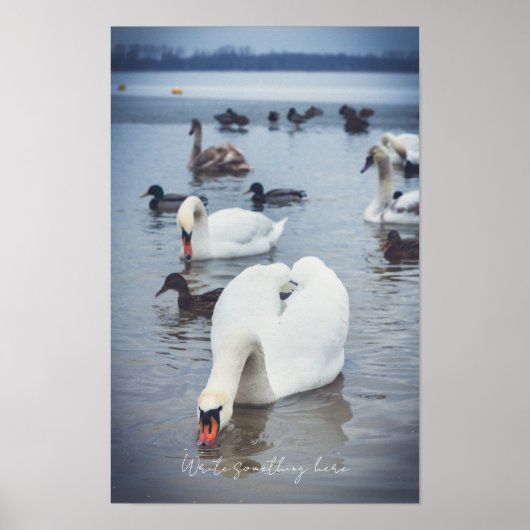 Witte zwaan poster (Voorkant)