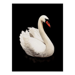 Witte Zwaan Vintage Kunstposter Perfect Poster