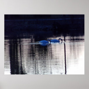 Witte zwanen bij Dusk Poster