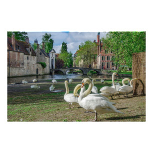 Witte zwanen in Brugge Foto Afdruk