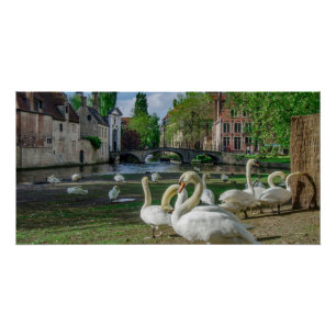Witte zwanen in Brugge Perfect Poster