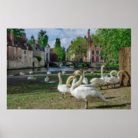 Witte zwanen in Brugge