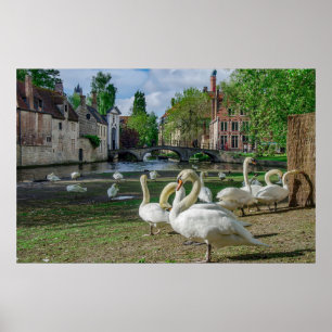 Witte zwanen in Brugge Poster