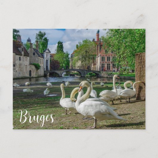 Witte zwanen in het centrum van Brugge Briefkaart (Voorkant)