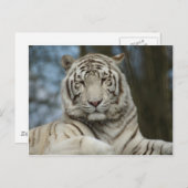 Wittijgerbriefkaart Briefkaart (Voorkant / Achterkant)