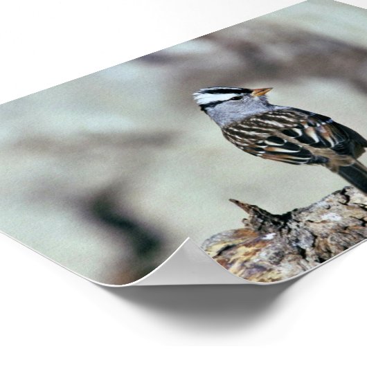 Witvolle mugrog poster (Hoek)