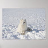 Witvos Poster (Voorkant)