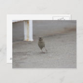 Woah Sparrow! Briefkaart (Voorkant / Achterkant)