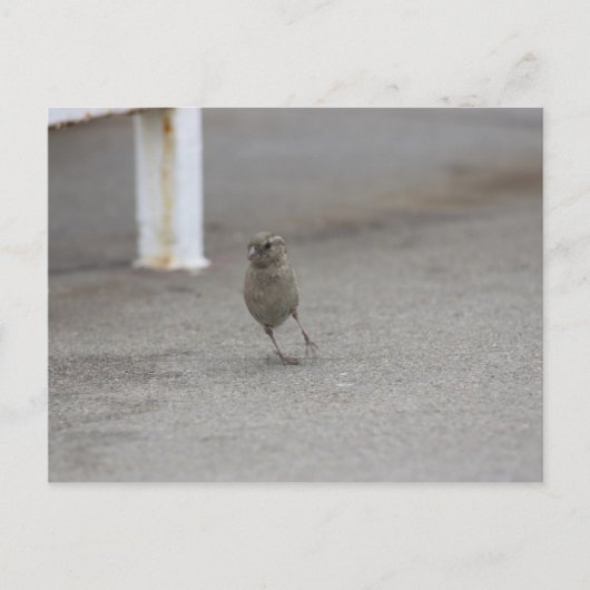 Woah Sparrow! Briefkaart (Voorkant)