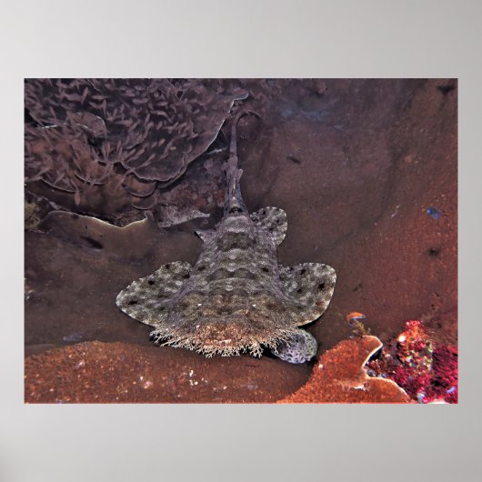 Wobbegong Poster (Voorkant)