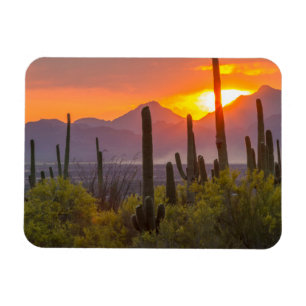Woestijn cactus zonsondergang, Arizona Magneet