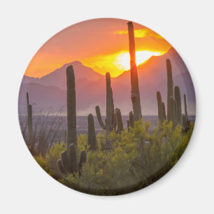 Woestijn cactus zonsondergang, Arizona Magneet