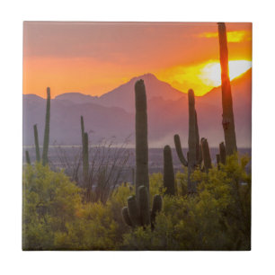Woestijn cactus zonsondergang, Arizona Tegeltje