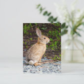 woestijn Cottontail Rabbit Briefkaart (Staand voorkant)