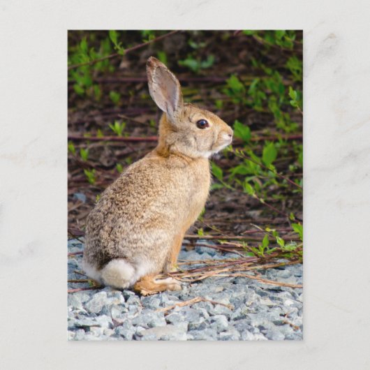 woestijn Cottontail Rabbit Briefkaart (Voorkant)