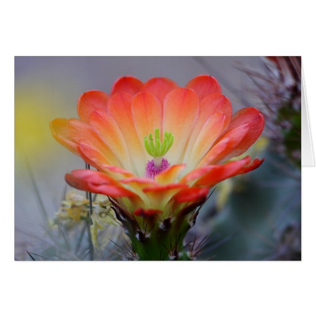 Woestijn in Bloom (Voorkant Horizontaal)