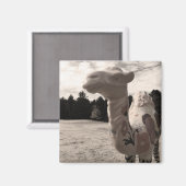 woestijn magneet (Voorkant / Achterkant)