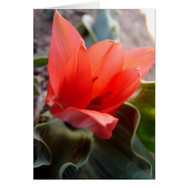 woestijnbloem (Voorkant)