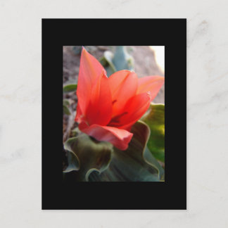 woestijnbloem briefkaart