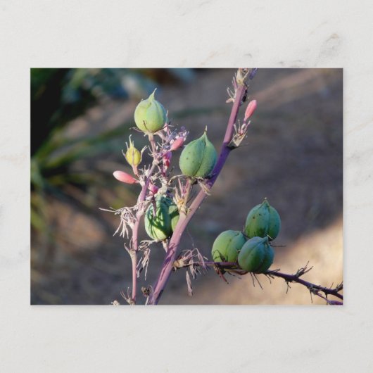 Woestijnbloemen Briefkaart (Voorkant)