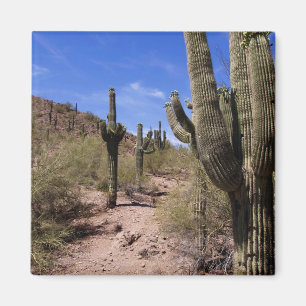 Woestijncactus in Arizona Magneet