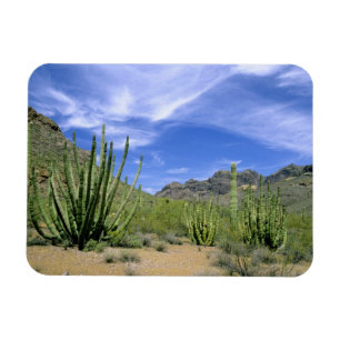 Woestijncactus in Organ Pipe National Monument, Magneet