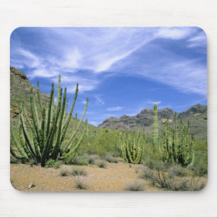 Woestijncactus in Organ Pipe National Monument, Muismat