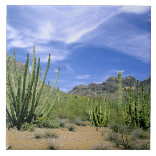 Woestijncactus in Organ Pipe National Monument, Tegeltje