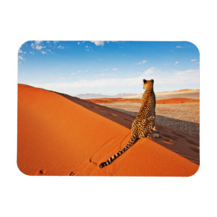 woestijnen Cheetah Savannah Desert Magneet