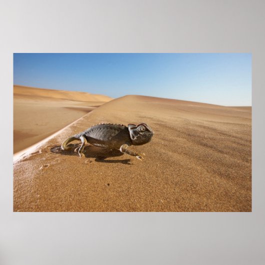 woestijnen | Namaqua Chameleon in woestijn Poster (Voorkant)