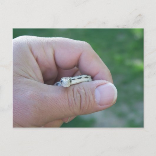 woestijngopher slang briefkaart (Voorkant)