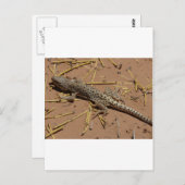 woestijnhagedis briefkaart (Voorkant / Achterkant)