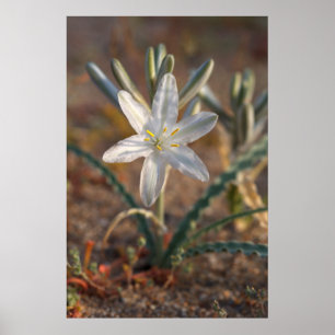 Woestijnlelie-wildbloemen Poster