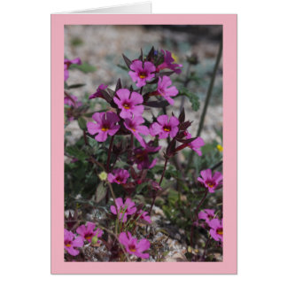 Woestijnlente Wildflower Bigelow's apenbloem