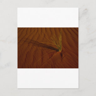 Woestijnleven Briefkaart