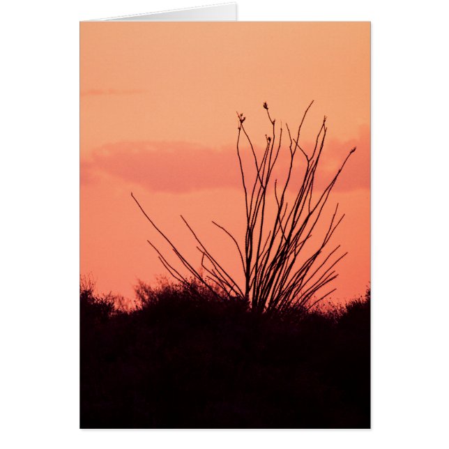 Woestijnnachten (Voorkant)