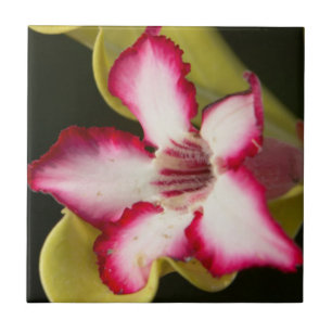 Woestijnroos (Adenium Obesum), Zuid-Afrika Tegeltje
