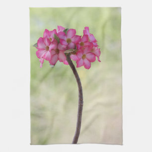 Woestijnroos in roze theedoek