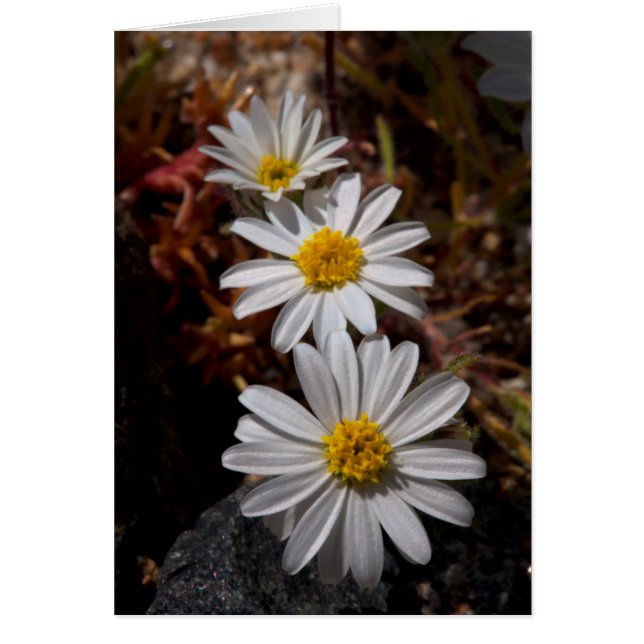 Woestijnster Wilde Bloemen (Voorkant)