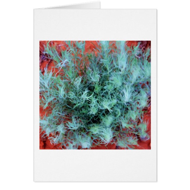 Woestijnzage (Voorkant)