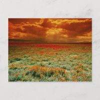 Woestijnzonsondergang op een gebied van Californis