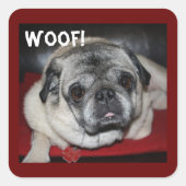 Wof, Pug Sticker (Voorkant)