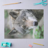 Wolf_011 Tissuepapier (Craft)
