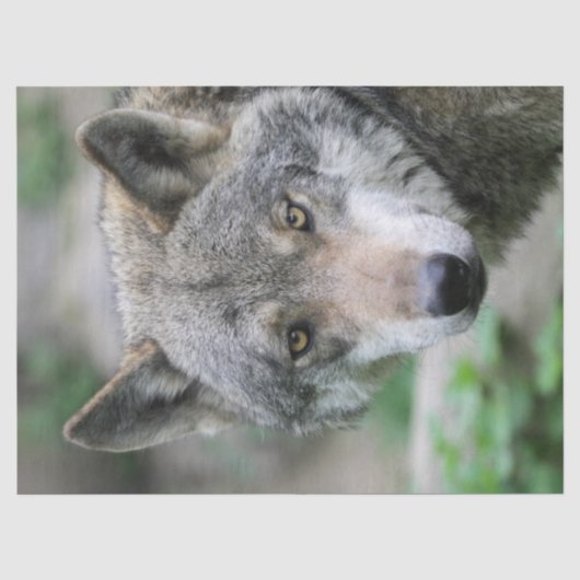 Wolf_011 Tissuepapier (Voorkant)