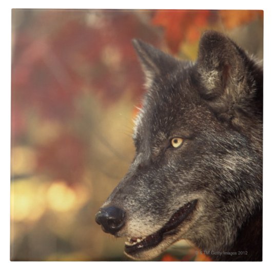 Wolf 2 tegeltje (Voorkant)