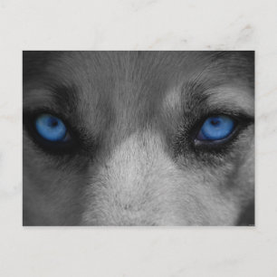 Wolf Blue Eyes Gothic Fantasy Briefkaart