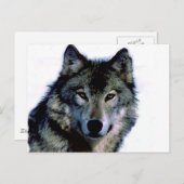 Wolf Briefkaart (Voorkant / Achterkant)