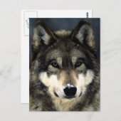Wolf Briefkaart (Voorkant / Achterkant)