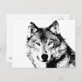 Wolf Briefkaart (Voorkant / Achterkant)