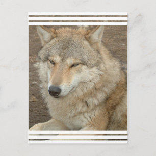 Wolf Briefkaart